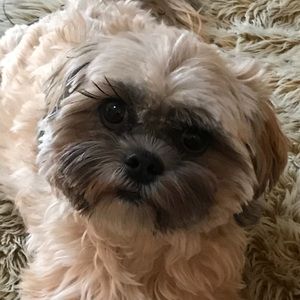 Meet your Posher, Lauren